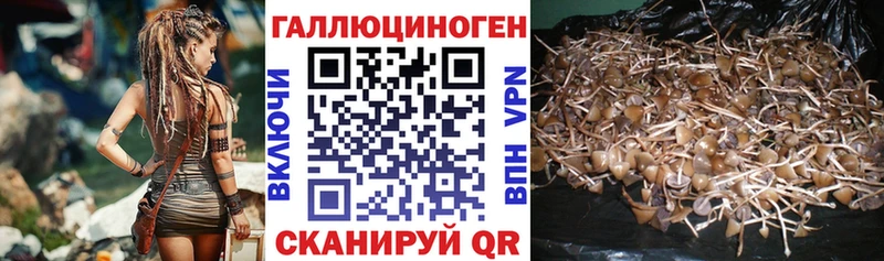 Псилоцибиновые грибы Psilocybe Сыктывкар